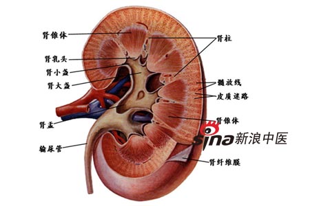 中医：肾虚未必与肾脏密切相关