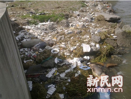 图说:3月9日在横潦泾河堤上死猪横七竖八躺着。新民网记者卜春艳现场回传