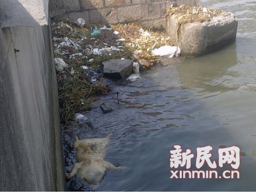 图说:3月9日横潦泾内漂浮着四脚朝天的死猪。新民网记者卜春艳现场回传