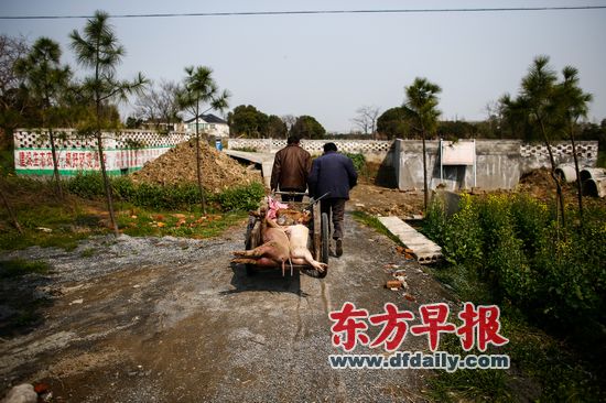 3月12日，嘉兴竹林村，两名村民用车将几只死去的猪拉往濒临饱和的家畜无害化处理池。 早报记者 杨一 图