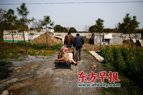 3月12日,嘉兴竹林村,两名村民用车将几只死去的猪拉往濒临饱和的家畜无害化处理池。 早报记者 杨一 图