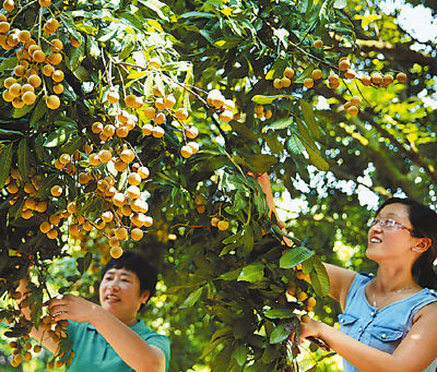 眼下四川省泸州市23万亩桂圆喜获丰收。该市桂圆是晚熟品种，上市时间刚好是空当期，每公斤可卖10—16元。图为游人在采摘桂圆。