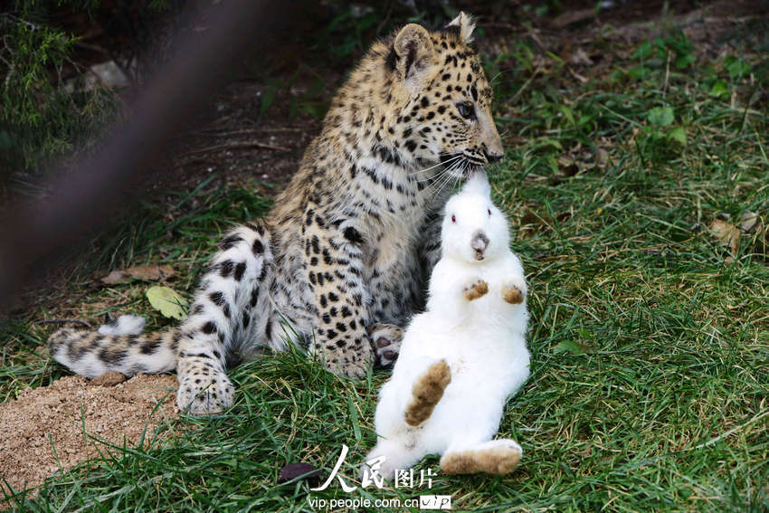 2013年9月10日，山东青岛森林野生动物世界小豹子咬住小白兔的耳朵。俞方平/图片来源：人民图片版权作品、请勿转载