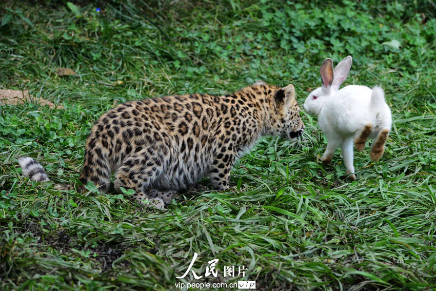 2013年9月10日,山东青岛森林野生动物世界小白兔跳起避开幼豹的追逐。俞方平/图片来源:人民图片版权作品、请勿转载