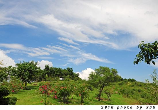 翔安大帽山三角梅园