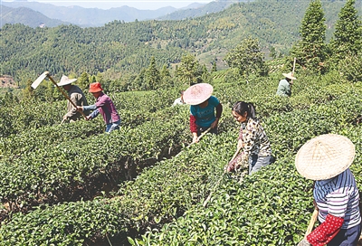 袁荣辉：我只想还原茶的健康本质