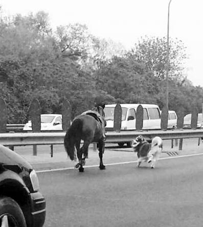 北京五环上演“马跑狗追” 众多私家车主帮围堵