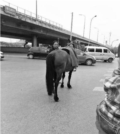 北京五环上演“马跑狗追” 众多私家车主帮围堵