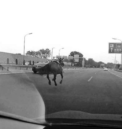 北京五环上演“马跑狗追” 众多私家车主帮围堵