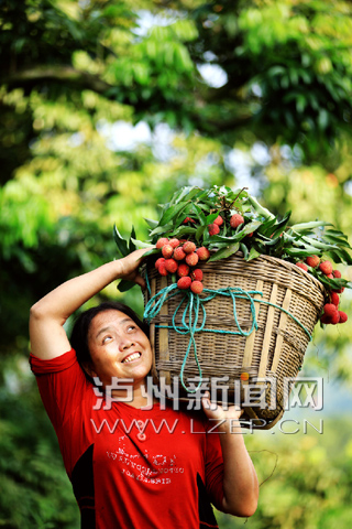 合江县虎头镇村民采摘荔枝。向波