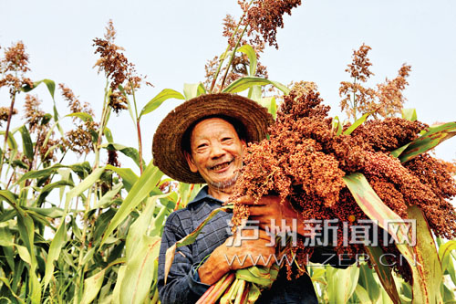 泸州有机高粱基地