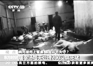 江西丰城市梅林镇一家屠宰场的屠宰间摆满了病死猪,工人们正在剥皮、分割。视频截图