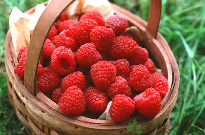 冬季吃什么水果最养肾