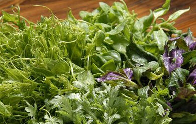 春天吃野菜的8大注意事项