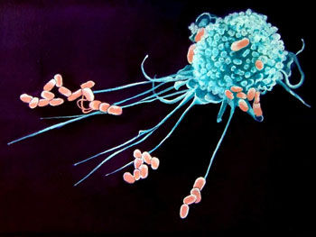 科普：白血病细胞或可“化敌为友”