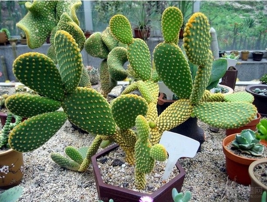 灵验小偏方：有骨刺外敷仙人掌