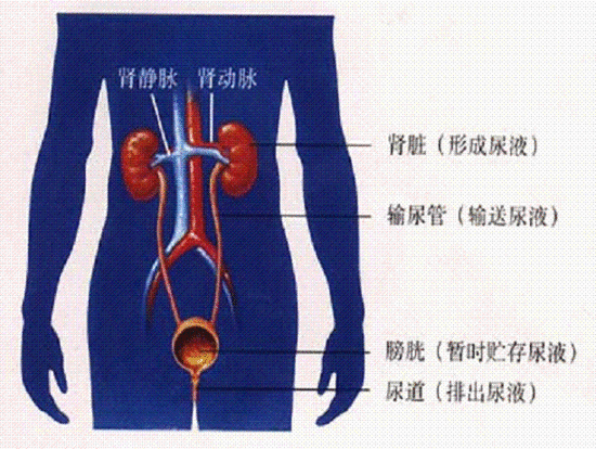 憋尿久了 尿液会不会回流到肾?