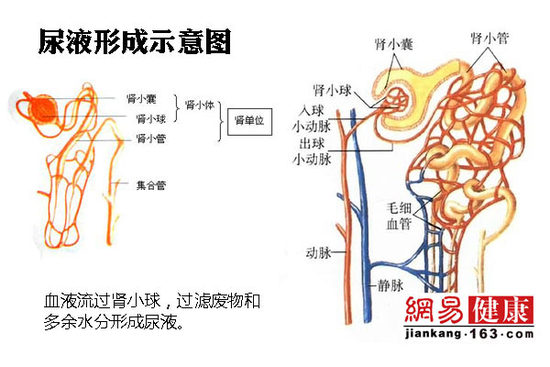 憋尿久了 尿液会不会回流到肾?