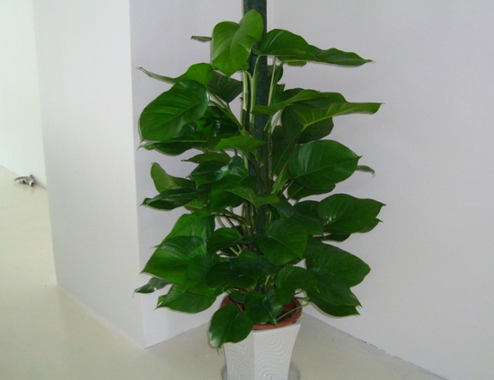 家里有宝宝这些植物千万不能养!