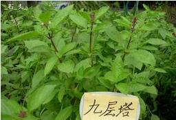 这12种植物养在家里 夏天蚊虫不见了!
