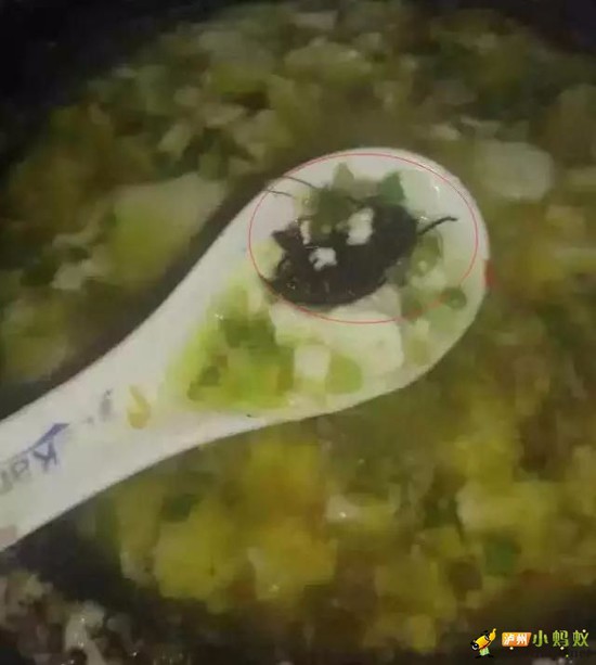 泸州食客夜宵店吃饭吐血 菜中发现蟑螂