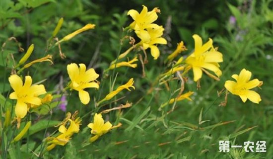 璧山黄花菜  重庆市璧山区土特产