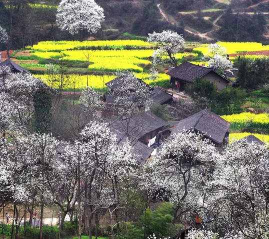 去过的人都说：贵州最美的春天，都藏在这个村里！海量美图