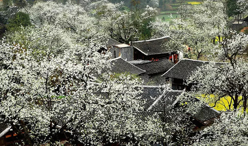 去过的人都说：贵州最美的春天，都藏在这个村里！海量美图