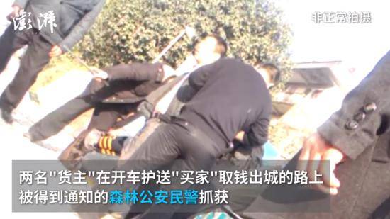而被解救的穿山甲也神展开了身体。