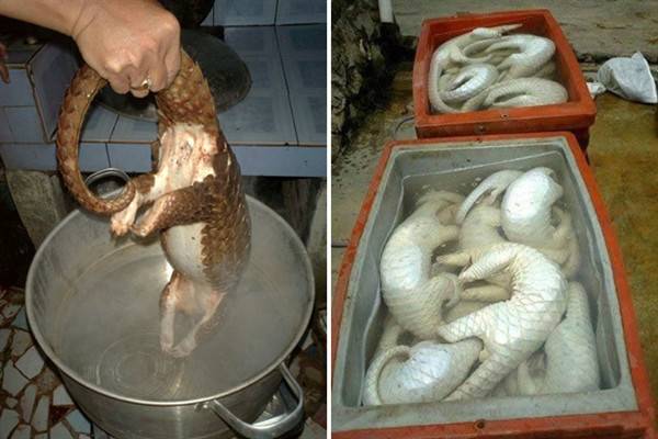 在我国南方和东南亚地区,穿山甲由于其“大补”的传言而被大量捕杀食用。