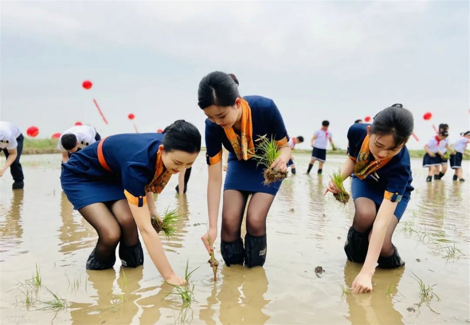 图：空姐插秧 图/李佳佳