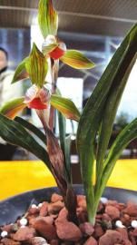 价值12万元的兰花。