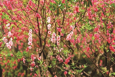广州桃花涧桃花盛开
